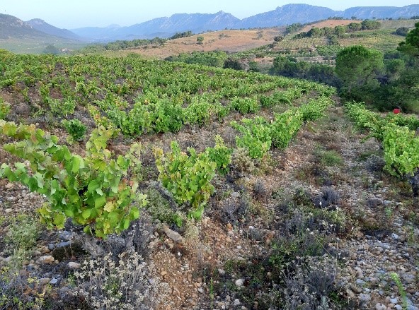 Comment préparer la mise en réserve des vignes après la vendange ?