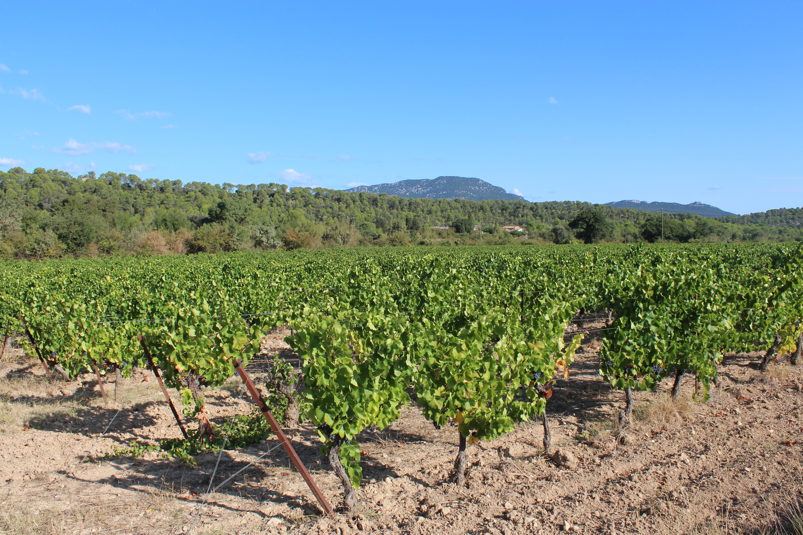 Hérault : premiers retours sur les vins 2019