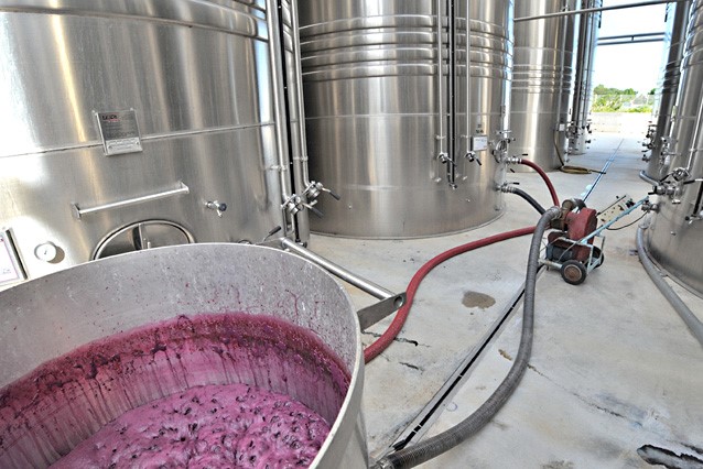 Impacts de la balance azote / lipides sur la fermentation et les arômes