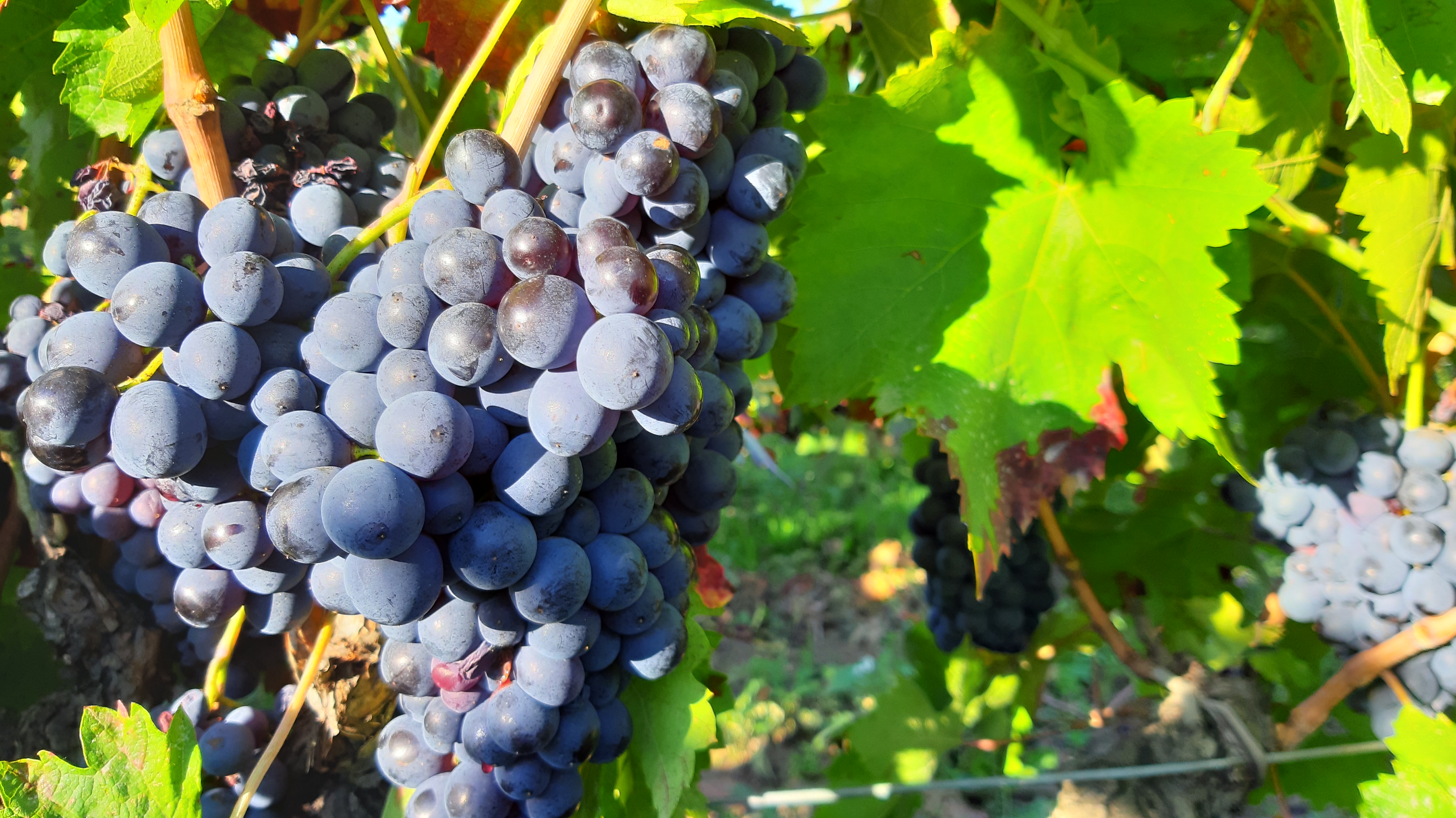 Acide gluconique sur les vins : pourquoi le doser et pourquoi maintenant ?