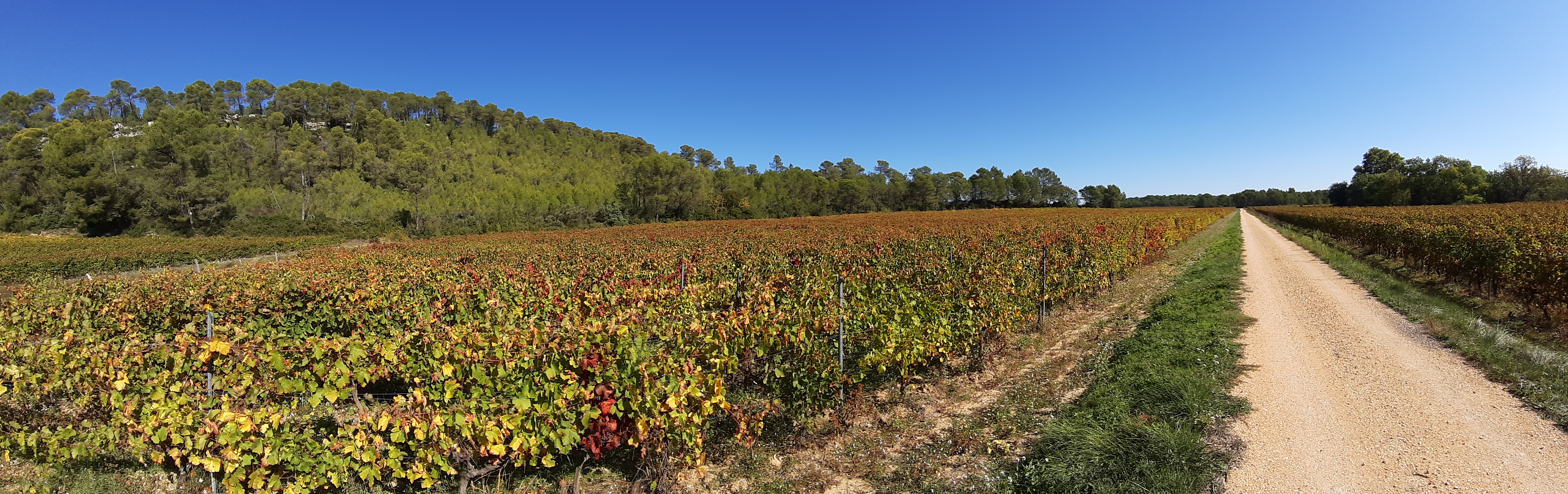 Le mémento viticole de l’automne