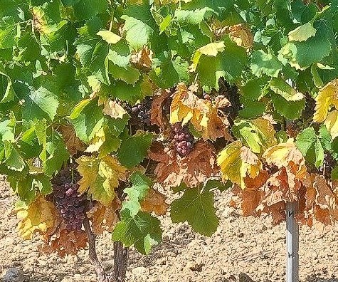 Rhône Sud : le point au vignoble