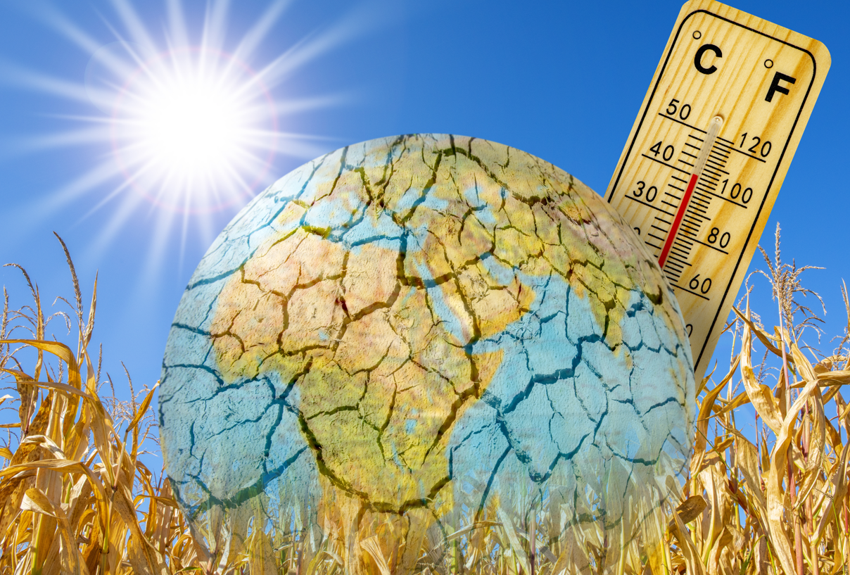 Changement climatique :11 cépages passés au crible