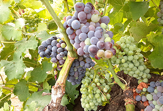 Point viticole dans le Gard au 4 août