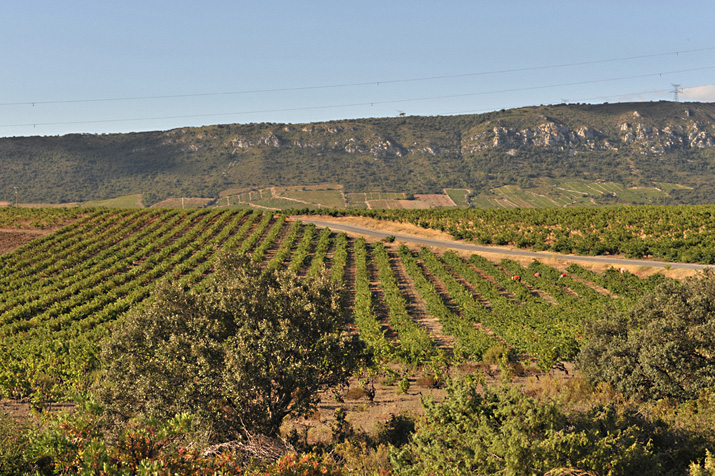 Pyrénées-Roussillon : où en est-on au vignoble ?