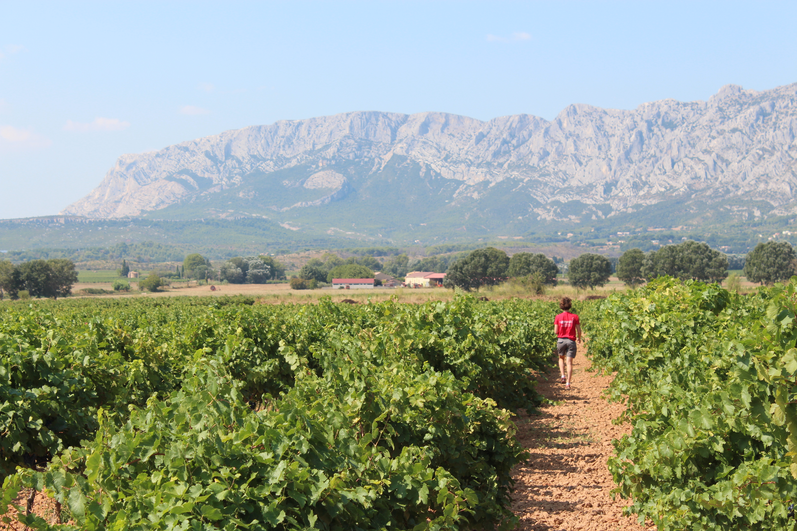 Provence : une récolte généreuse et qualitative