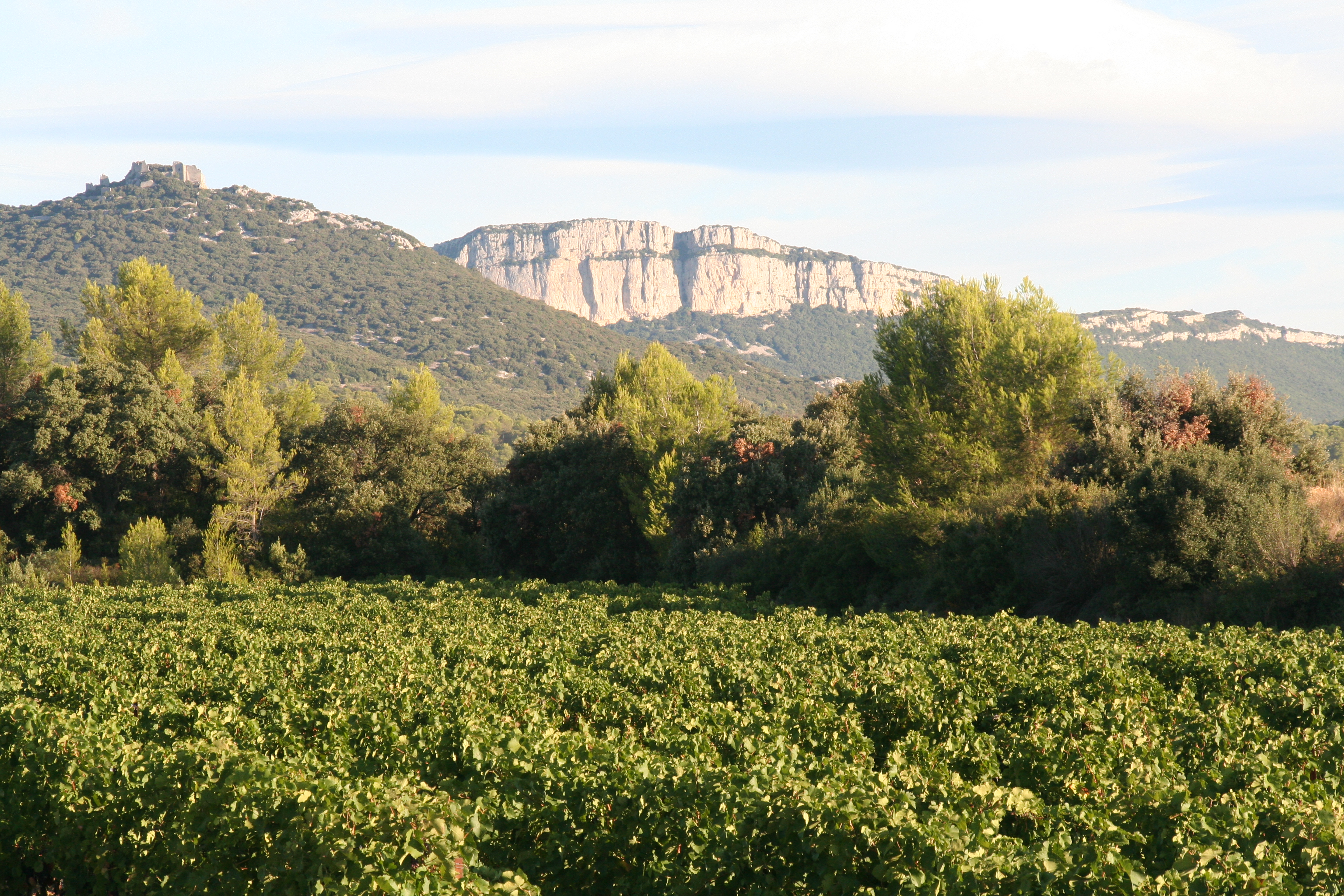 Vendanges 2023 Hérault : le régime hydrique a fait la récolte