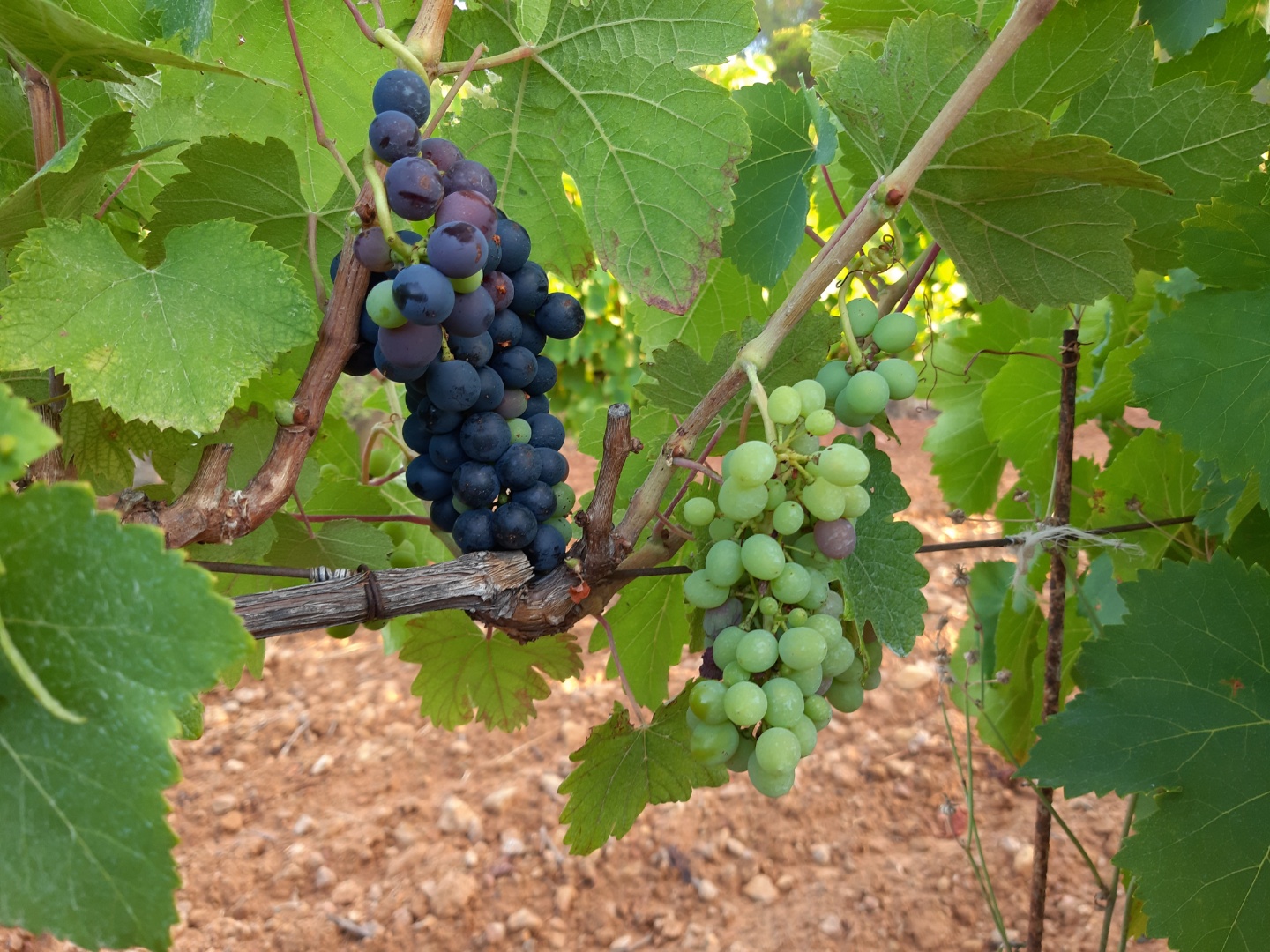 Point vignoble dans l'Hérault et préparation des vendanges dans les vignes gelées