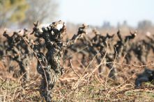 training - viticulture - vinification- organic