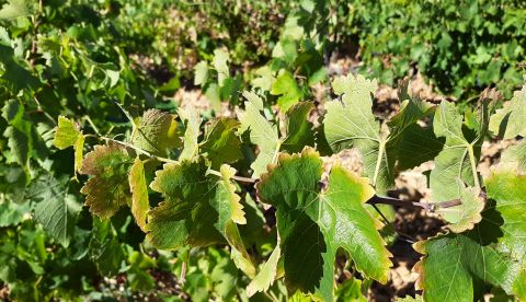 Gard : la situation au vignoble après les pluies