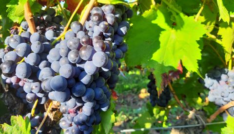 Acide gluconique sur les vins : pourquoi le doser et pourquoi maintenant ?