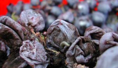 Quels risques d’altération du raisin ?