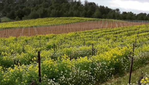 Couvrir son sol en viticulture, alternative aux herbicides