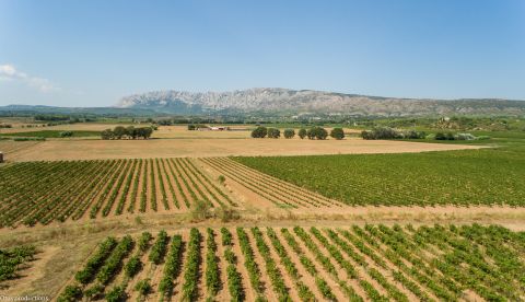Provence : les pluies risquent de freiner les secteurs tardifs