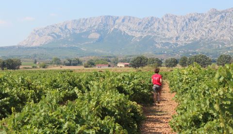 Que retenir du millésime 2022 en Provence ?