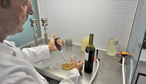 Suivi microbien des vins en élevage