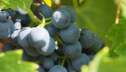 L’acide gluconique dévoile l’histoire sanitaire de vos raisins