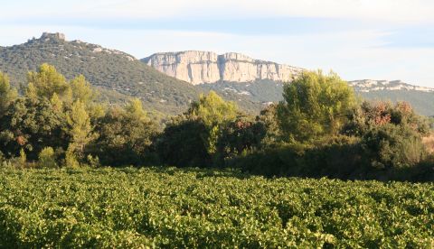 Vendanges 2023 Hérault : le régime hydrique a fait la récolte