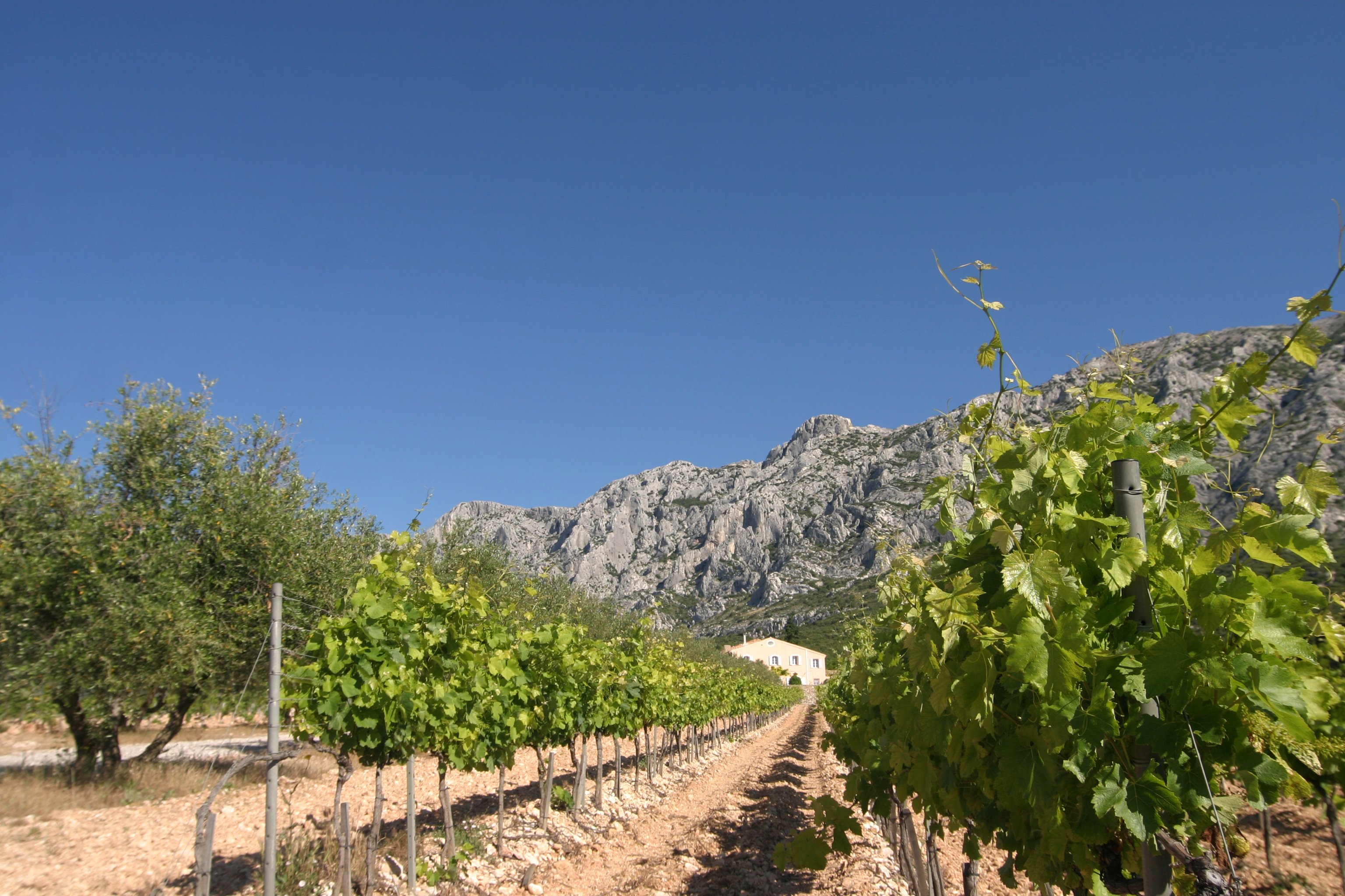 Provence : point viticole au 18 août