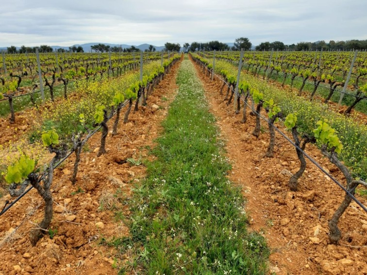 L'état du vignoble provençal début avril